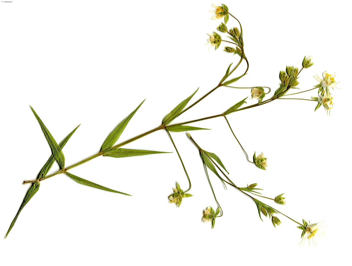 Stellaria holostea (Caryophyllaceae)
